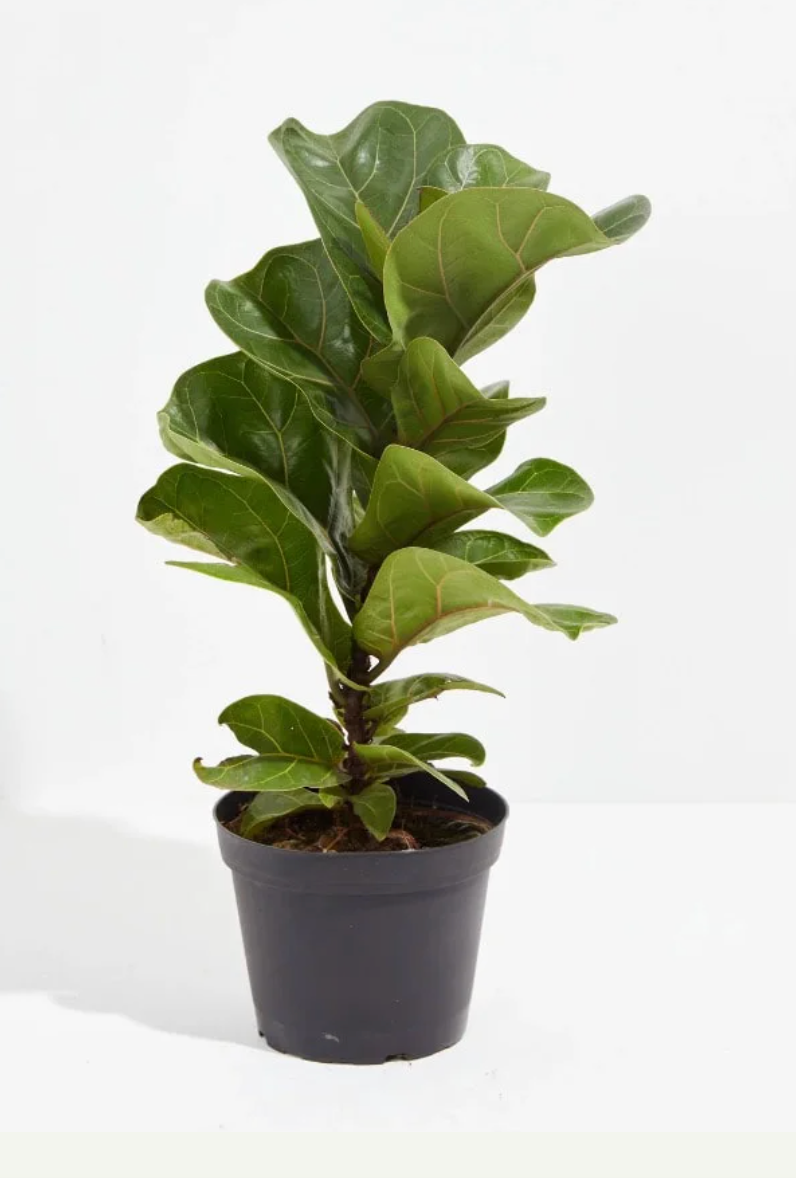 Fiddle Leaf Fig (Ficus lyrata)