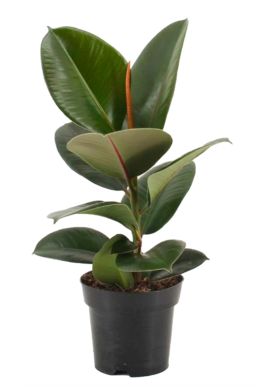 Burgundy Rubber Tree (Ficus robusta 'Burgundy')