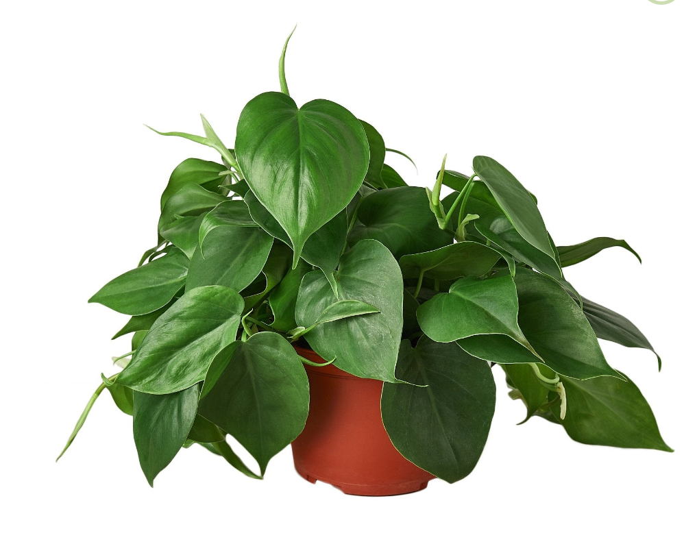 Philodendron Heartleaf (Philodendron cordatum)