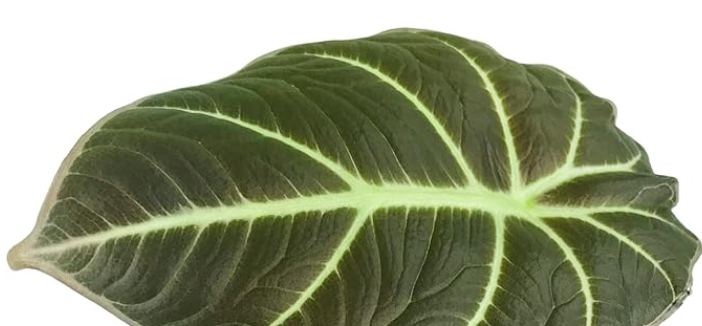 Elephant Ear Alocasia Regal Shield (Alocasia 'Regal Shield')