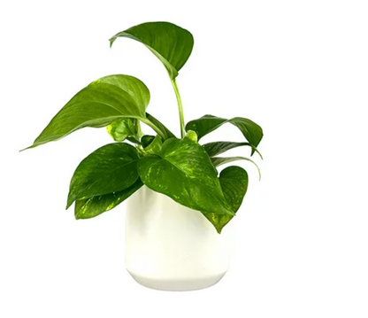 Golden Pothos (Epipremnum aureus)