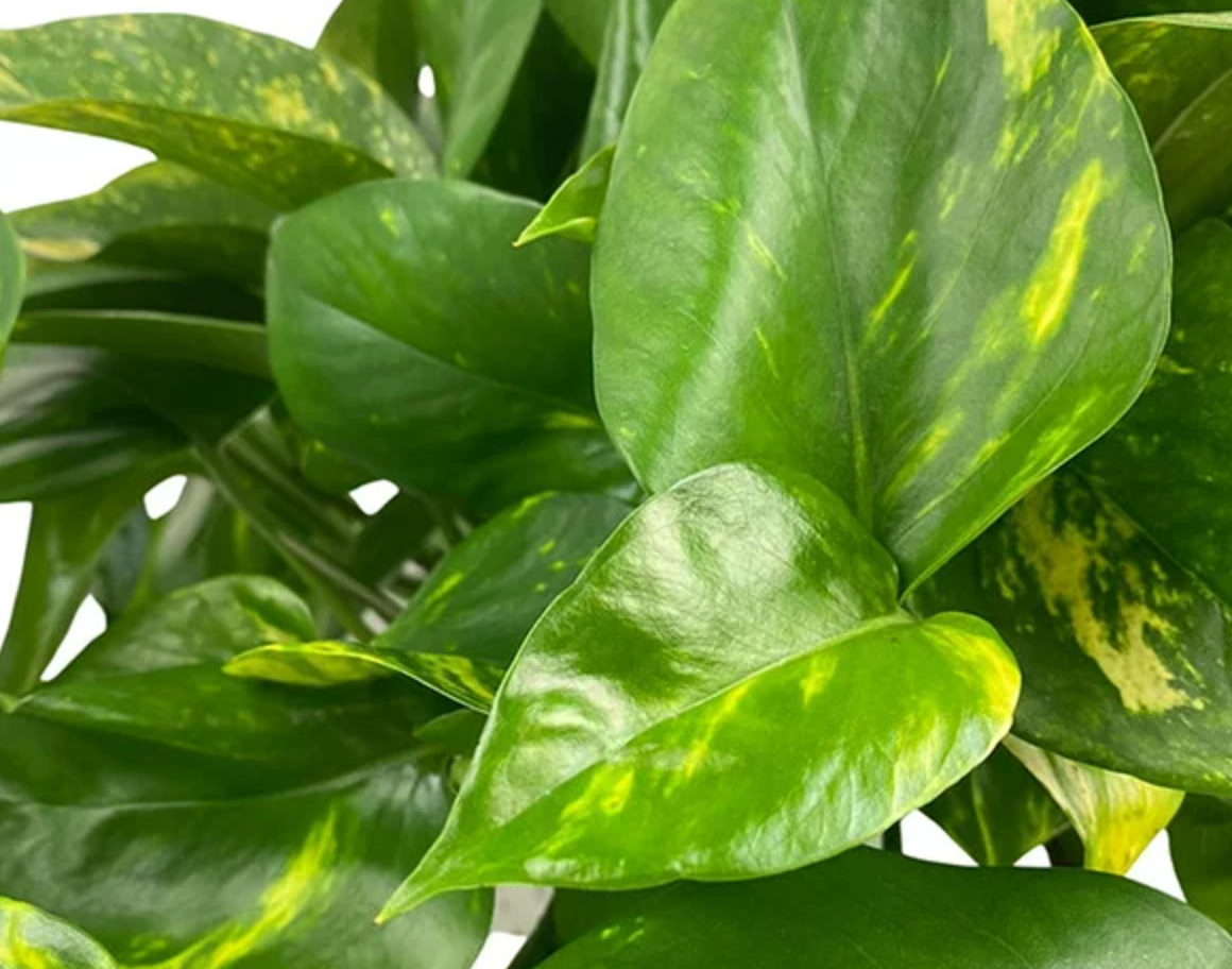 Golden Pothos (Epipremnum aureus)