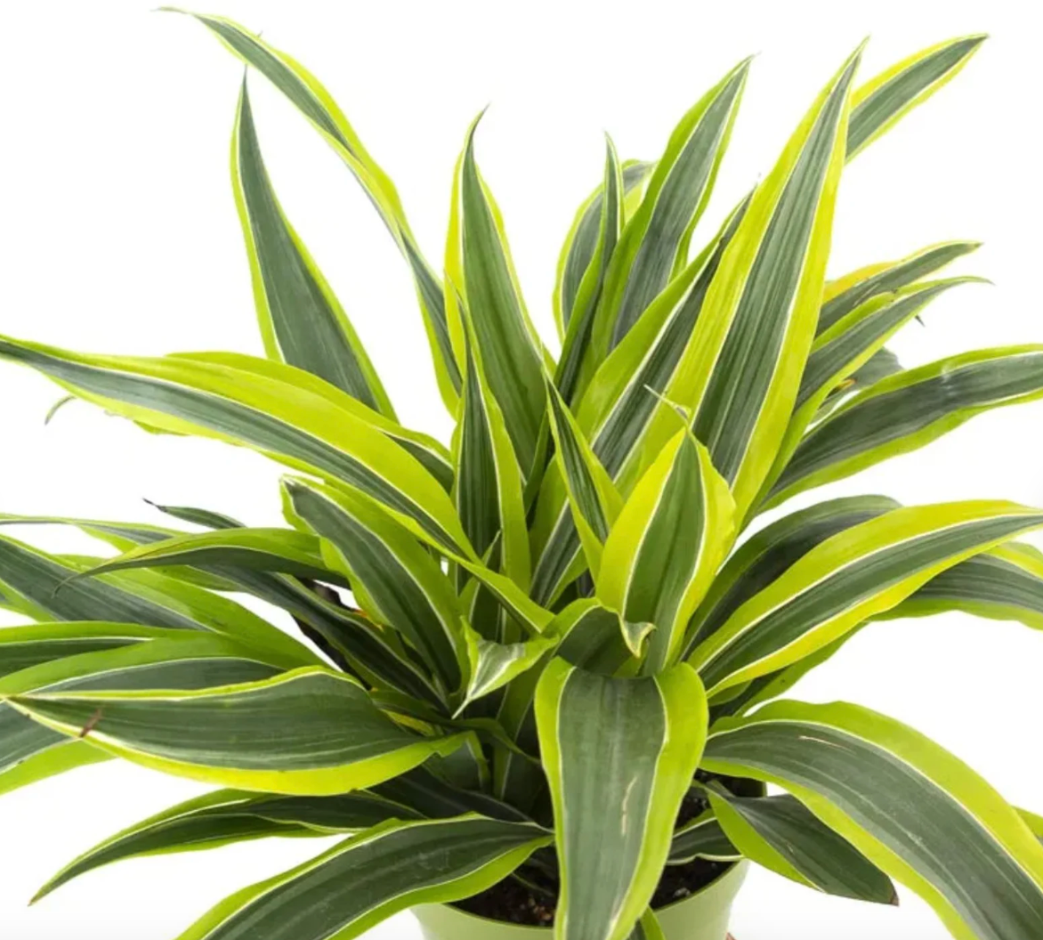 Lemon Lime Dragon Tree (Dracaena warneckii)