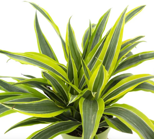 Lemon Lime Dragon Tree (Dracaena warneckii)