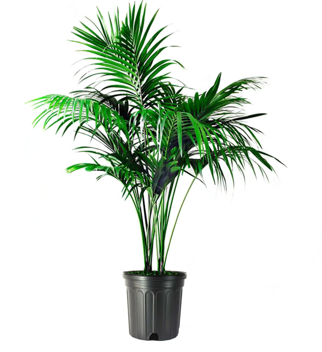 Neanthe Bella Parlor Palm