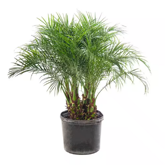 Pygmy Date Palm (Phoenix roebelenii)