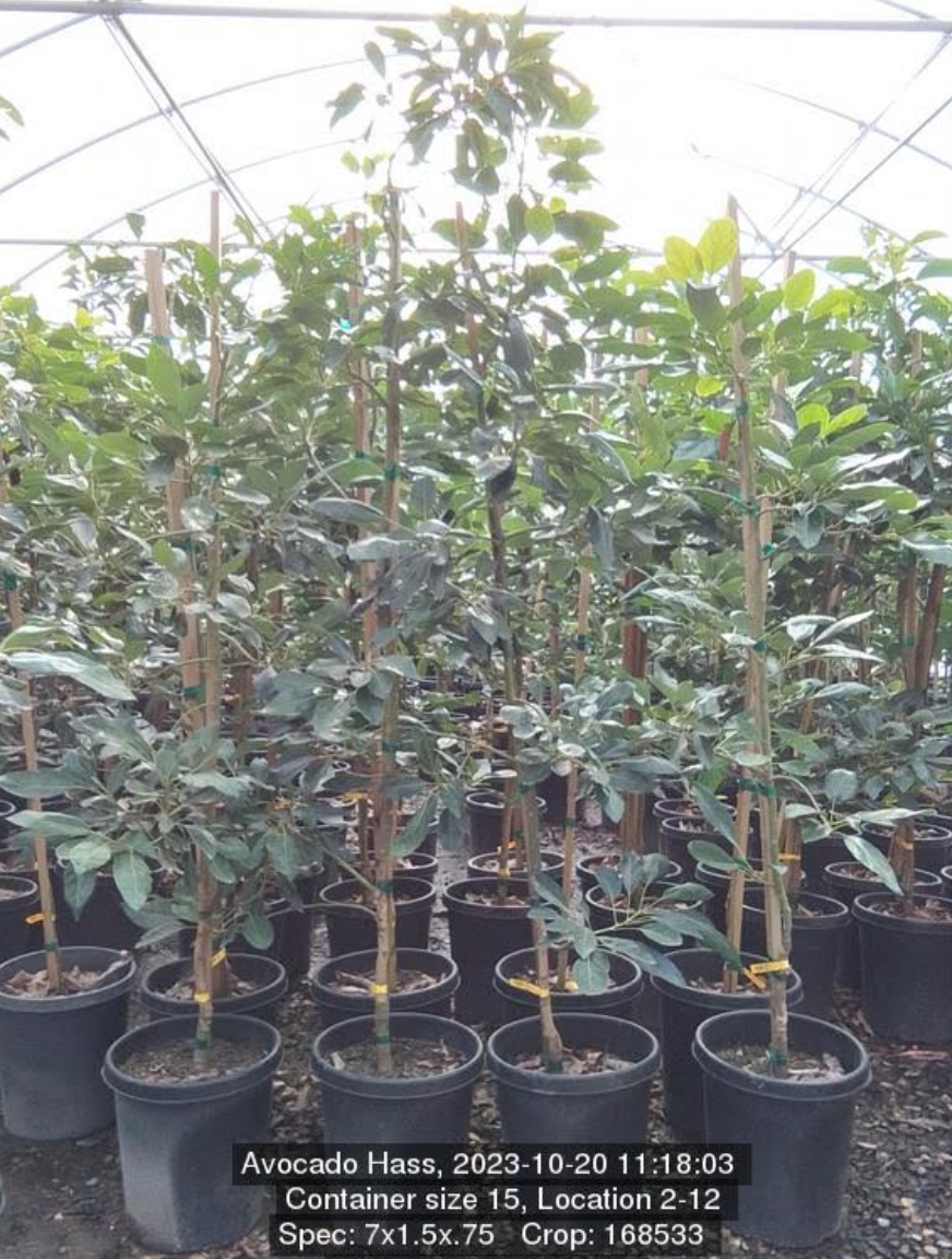 Avocado Hass Tree 15g