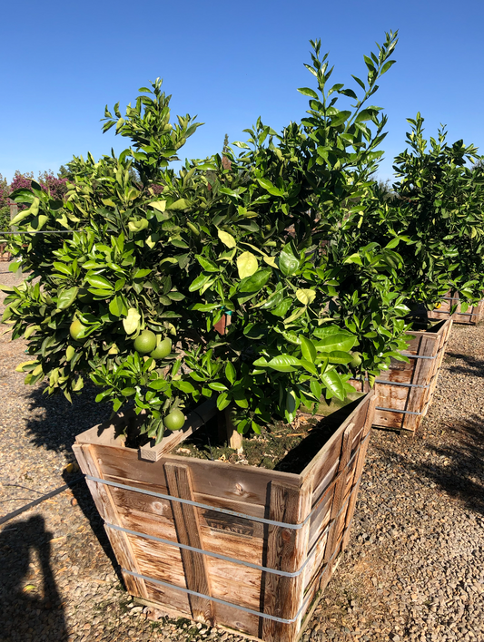 Orange Tree 36" box