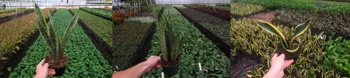 6” Snake Plant Pack (3 Plants)