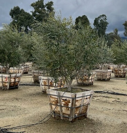 Swan Hill Olives® Fruitless Olive Tree