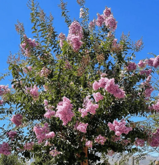 Lavender Crape Myrtle Std (Lagerstroemia ‘Muskogee’) 36" Box Tree