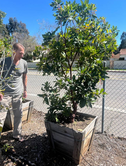 Strawberry Tree (Arbutus ‘Marina’)