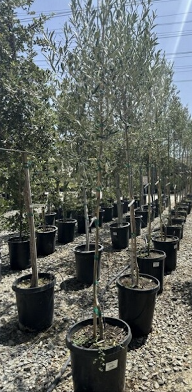 15 Gallon Tree- Olea europaea 'Wilsonii' (Standard)