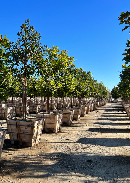 Sycamore, 24" box 12'.5" tall  x 4' wide, Platanus racemosa