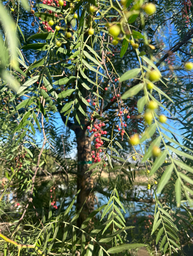 California Pepper Tree (Schinus Molle) – Better Together