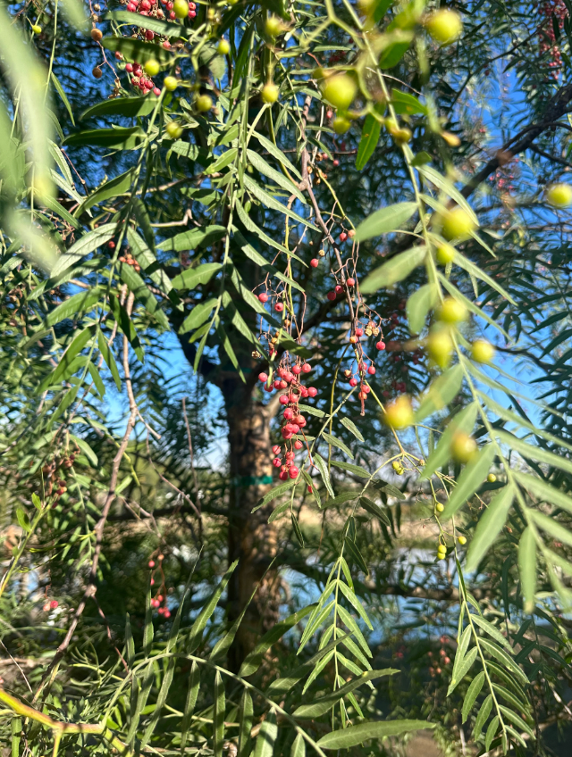 California Pepper Tree (Schinus Molle)