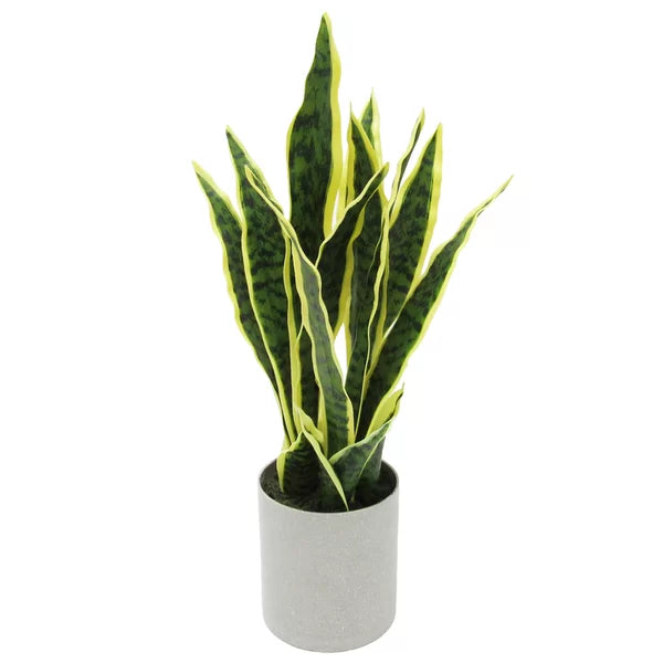 Variegated Laurentii Snake Plant (Sansevieria trifasciata 'Laurentii')