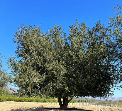 Coast Live Oak (Quercus virginiana)