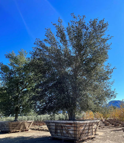 Southern Live Oak (Quercus virginiana)