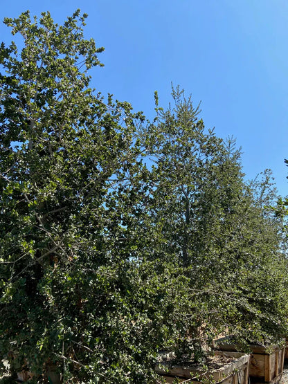 Coast Live Oak (Quercus virginiana)