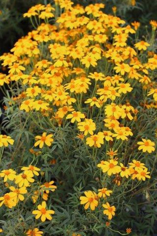 TAGETES LEMMONII (MEXICAN MARIGOLD)  5g