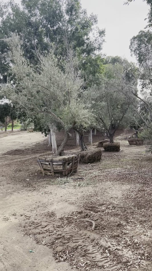 Fruiting Olive Trees (Box Upgrade in Progress)