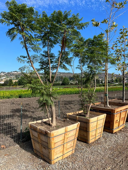 36" Box,  Jacaranda Tree Jacaranda Mimosifolia