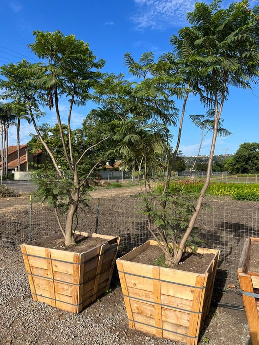 36" Box,  Jacaranda Tree Jacaranda Mimosifolia