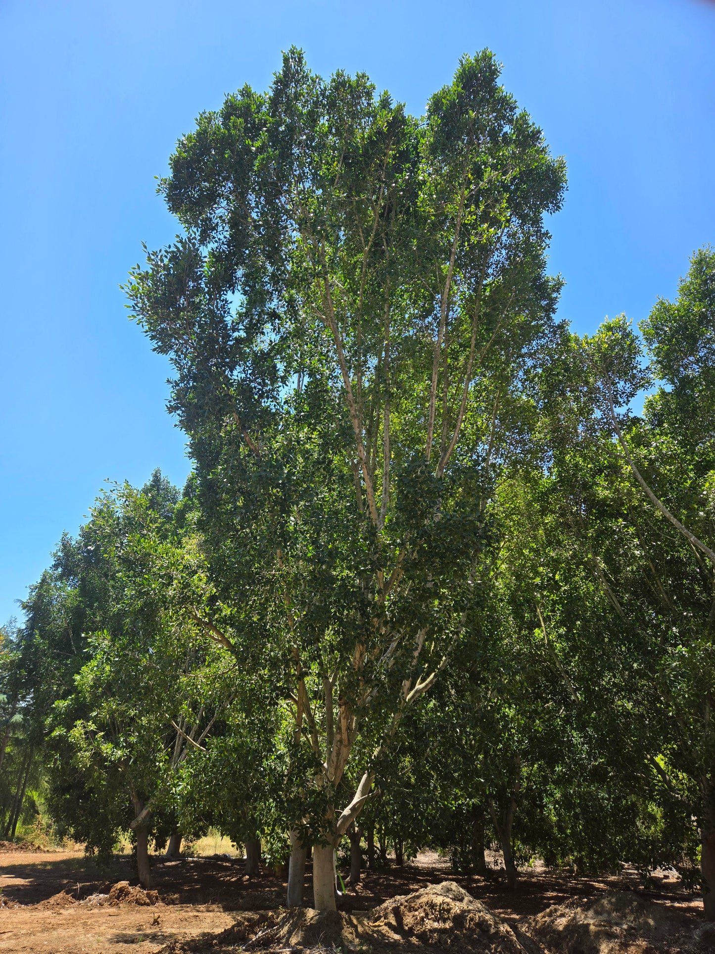 Ficus Nitida :: LARGE BOX TREES :: 96", 120", 144"