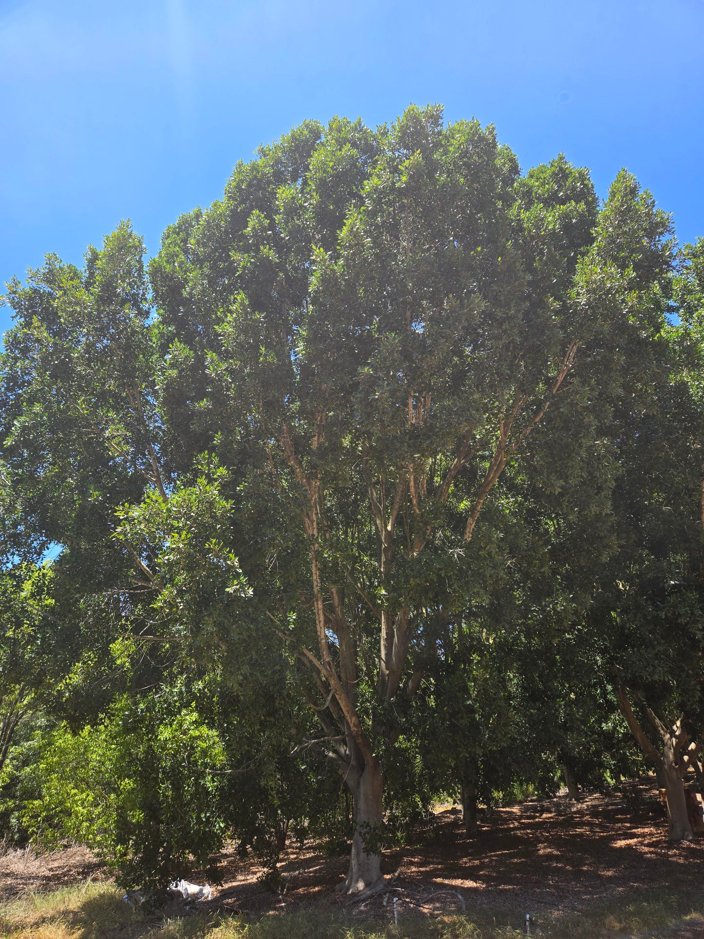 Ficus Nitida :: LARGE BOX TREES :: 96", 120", 144"