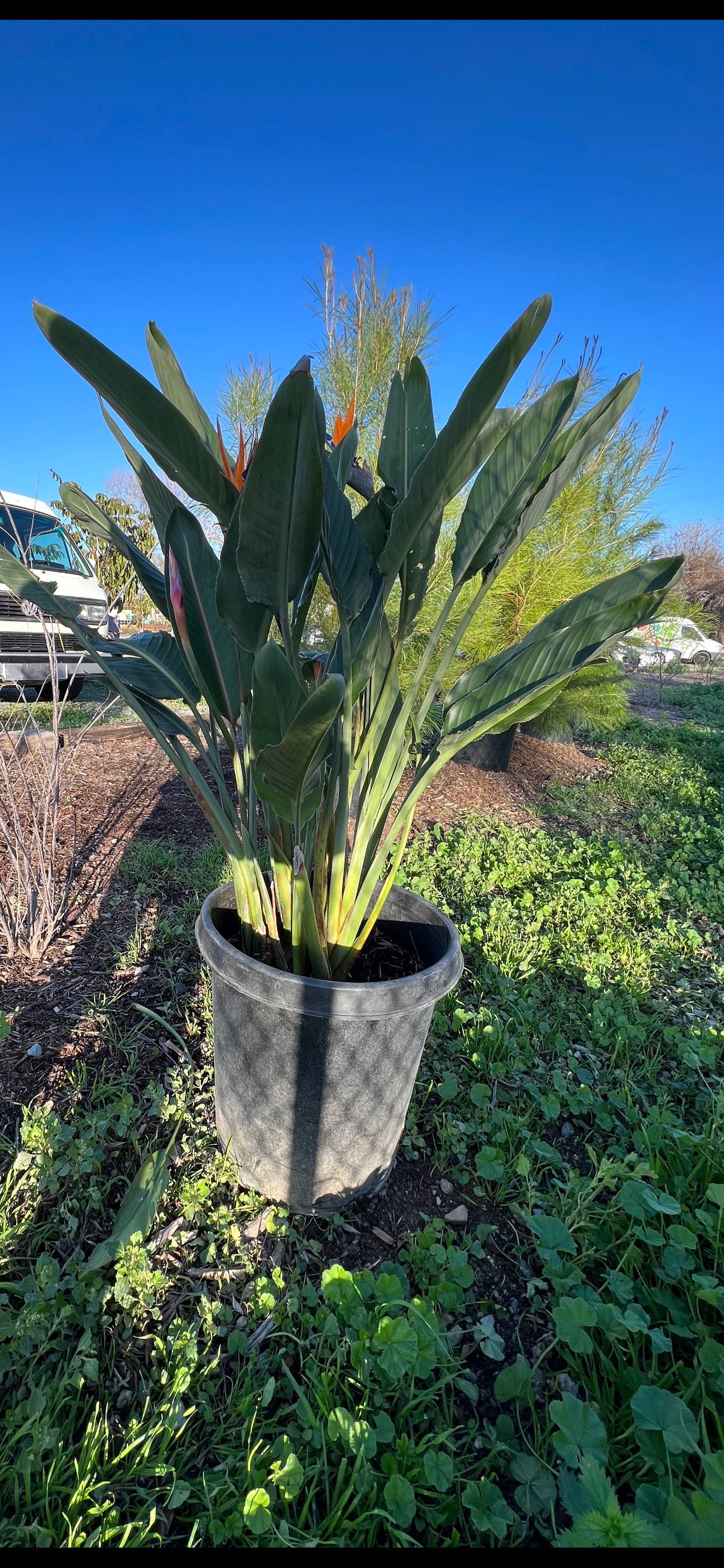 Bird of Paradise (Strelitzia Reginae) 5g