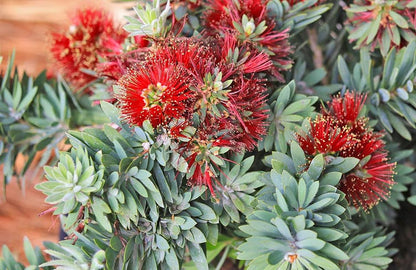 5g Callistemon little John