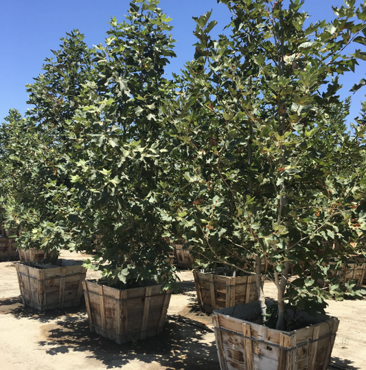 Sycamore, 24" box 12'.5" tall  x 4' wide, Platanus racemosa