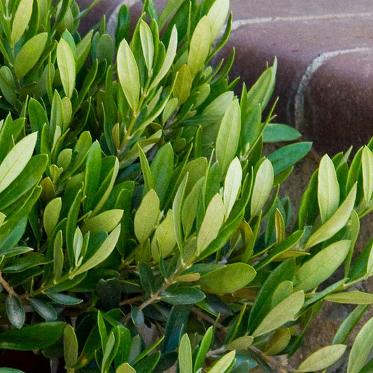 Olea europaea 'Little Ollie' Fruitless Dwarf Olive 1g